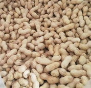 Lítil japönsk ristuð hneta í skel