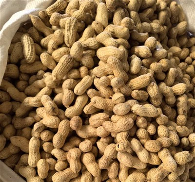 Peanut in Shell 9/11 2024 New Crop