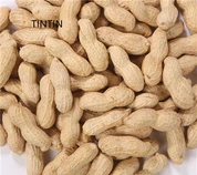 Heildsölu hágæða kínverska ristaðar hnetur í skel